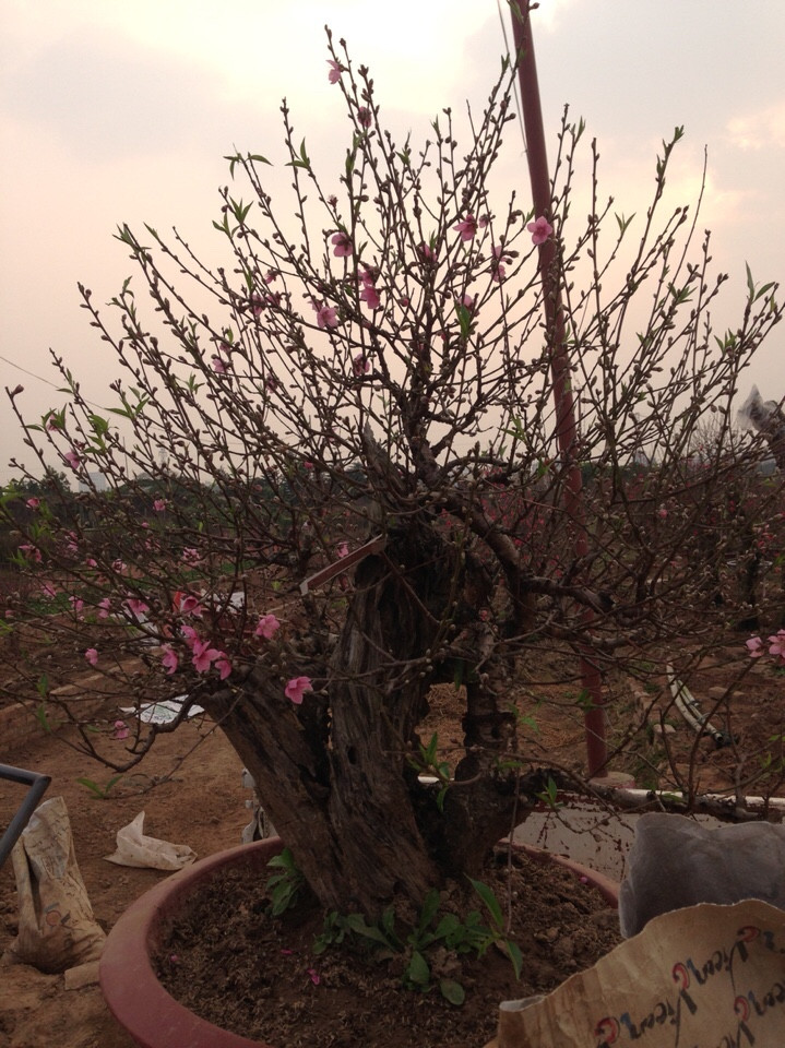 Xu hướng thích chọn loại đào dáng thông