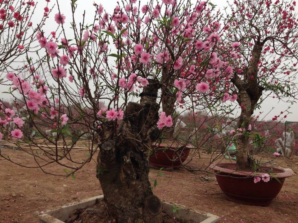 Sự Tích Hoa Đào Tết