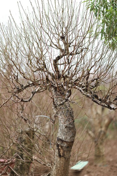 Đào thế trực 01