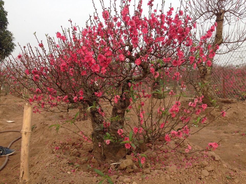 Bích đào cổ thụ 01