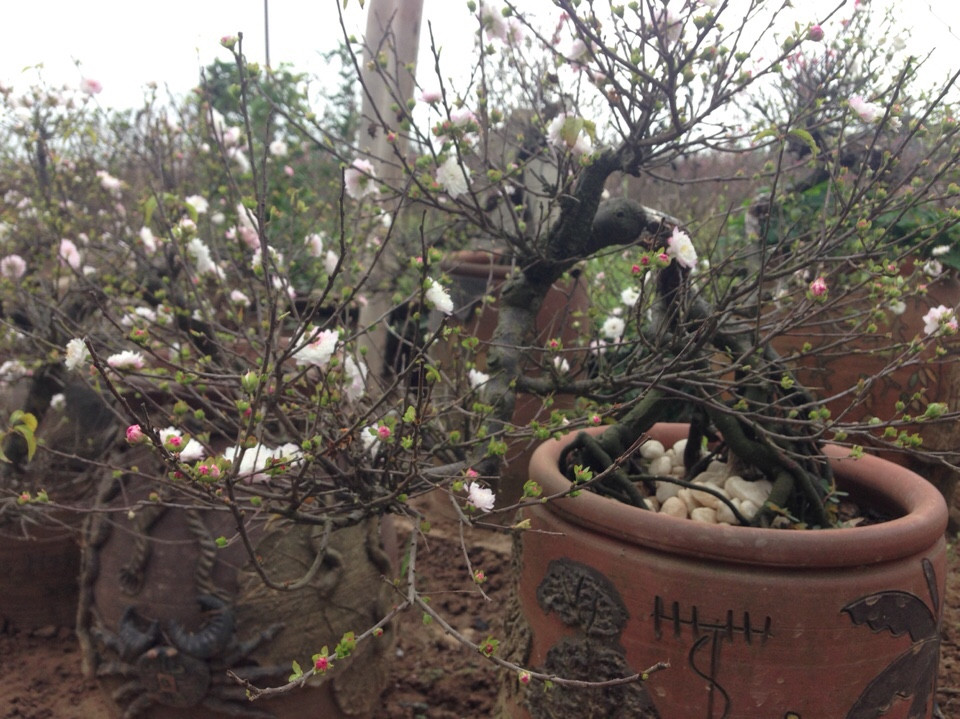Mai trắng thế bon sai 02
