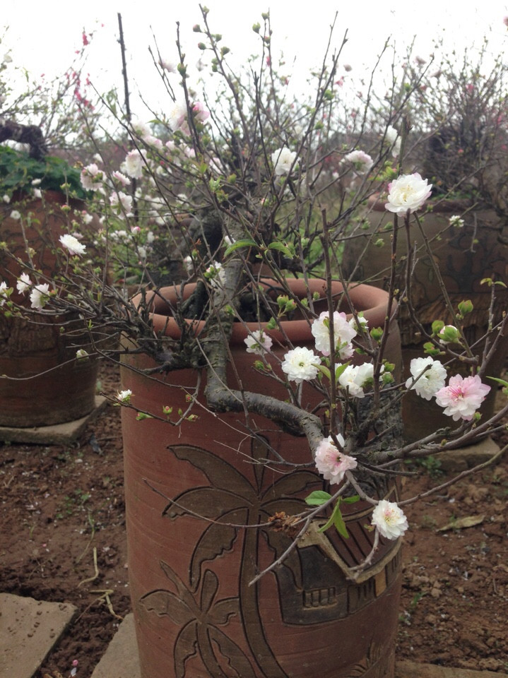 Mai trắng thế bon sai 03