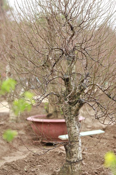 Đào thế trực 02