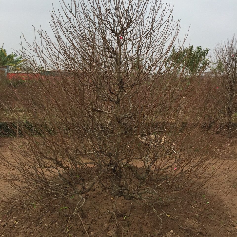 Đào dáng thông 02