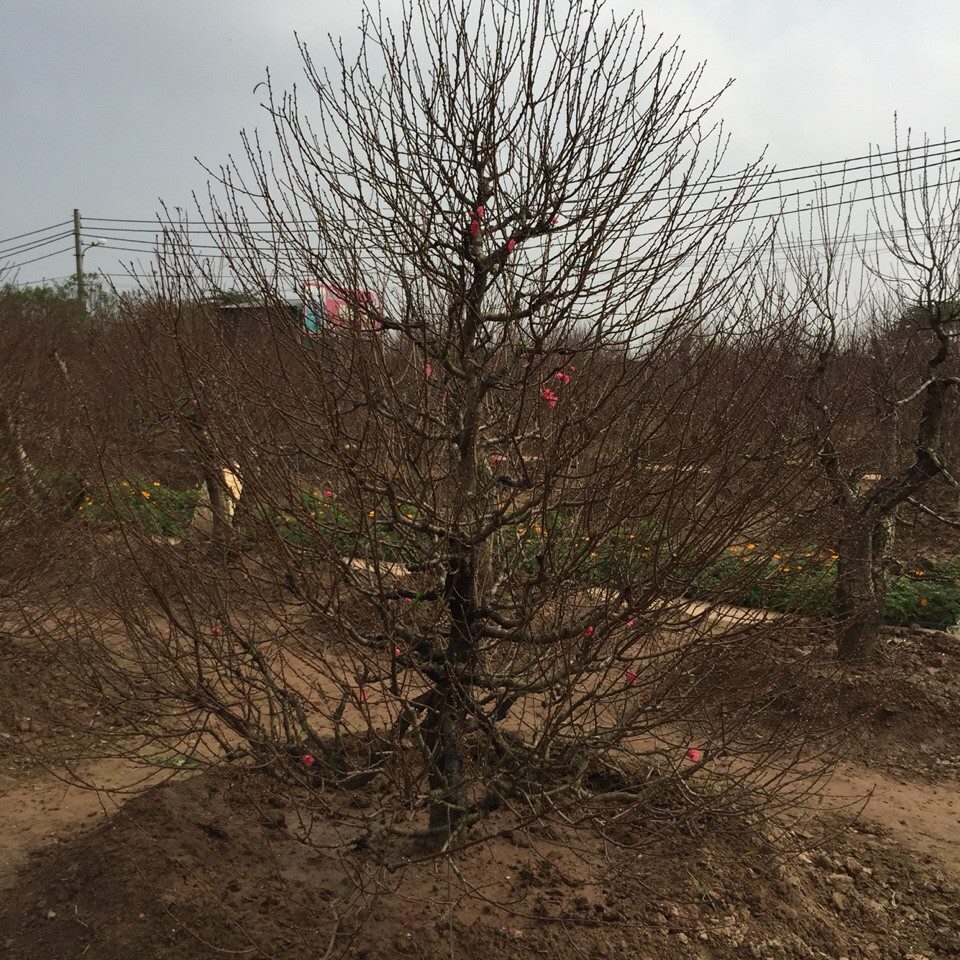 Đào dáng thông 03