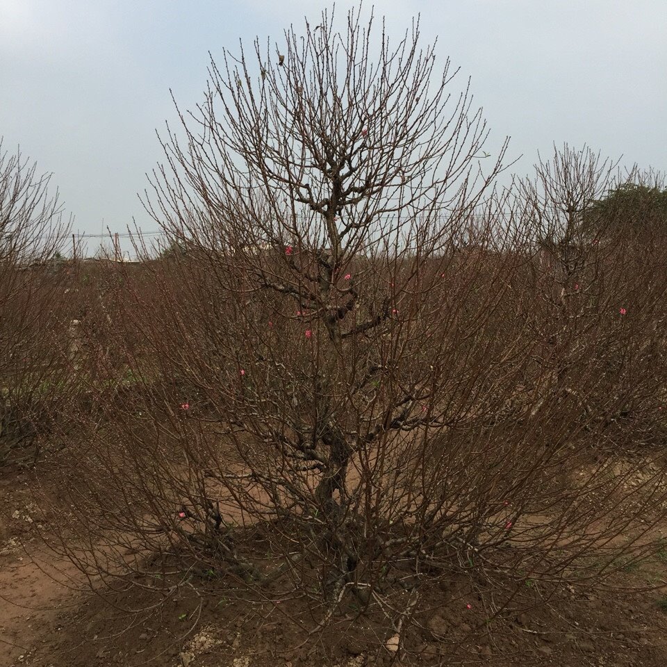 Đào dáng thông 04