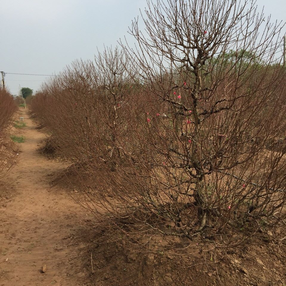 Vườn đào dáng thông