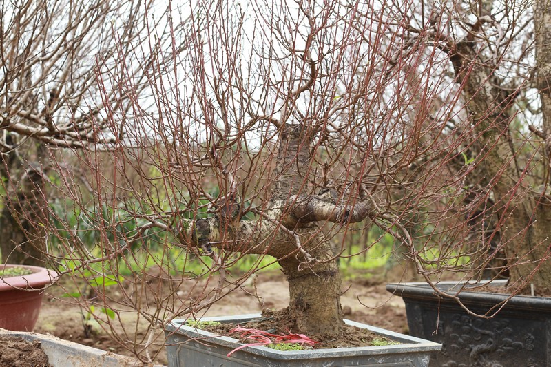 Đào rừng cổ thụ 01