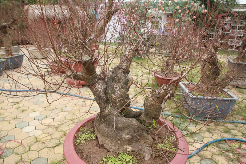 Đào rừng cổ thụ 03