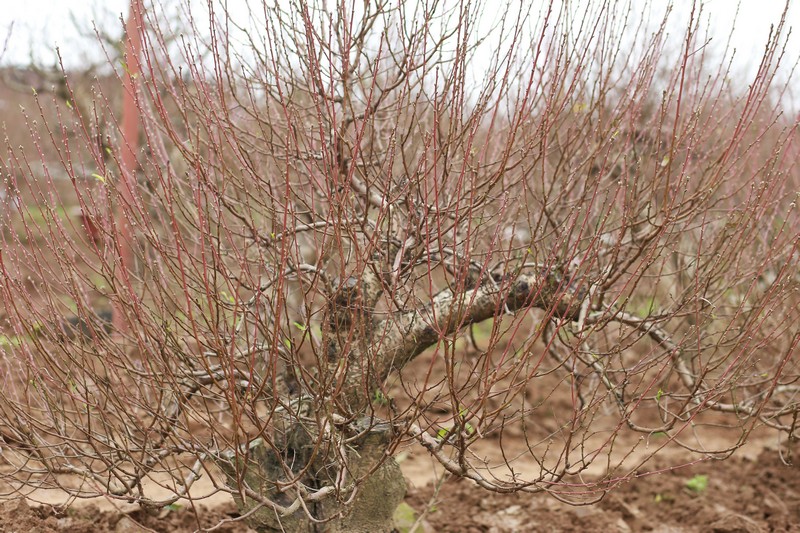 Đào rừng cổ thụ 04