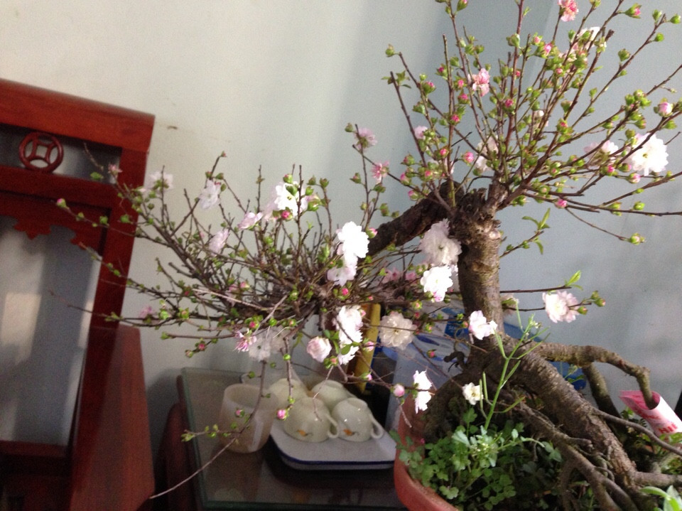 Mai trắng thế bon sai 04