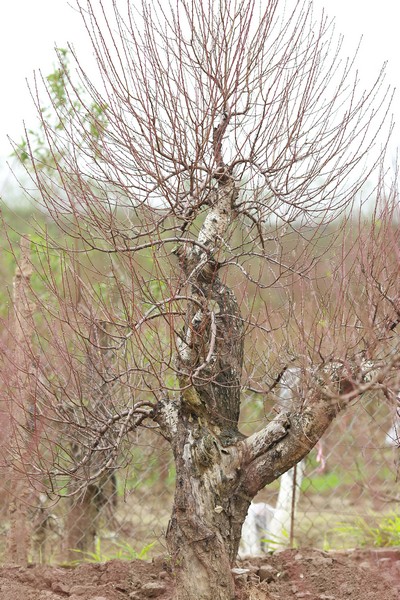 Đào rừng cổ thụ 07