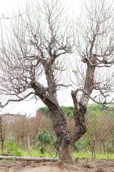 Đào rừng cổ thụ 09