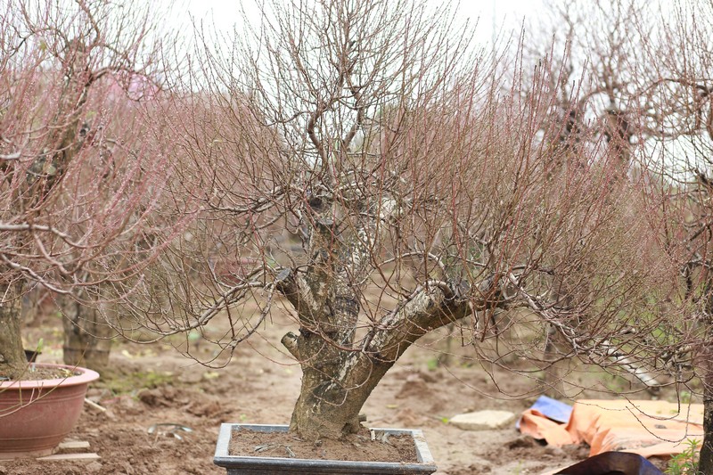 Đào rừng cổ thụ 08