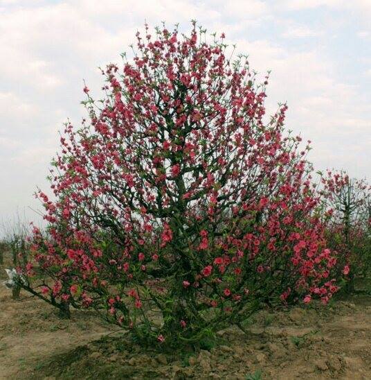 Đào dáng thông 06