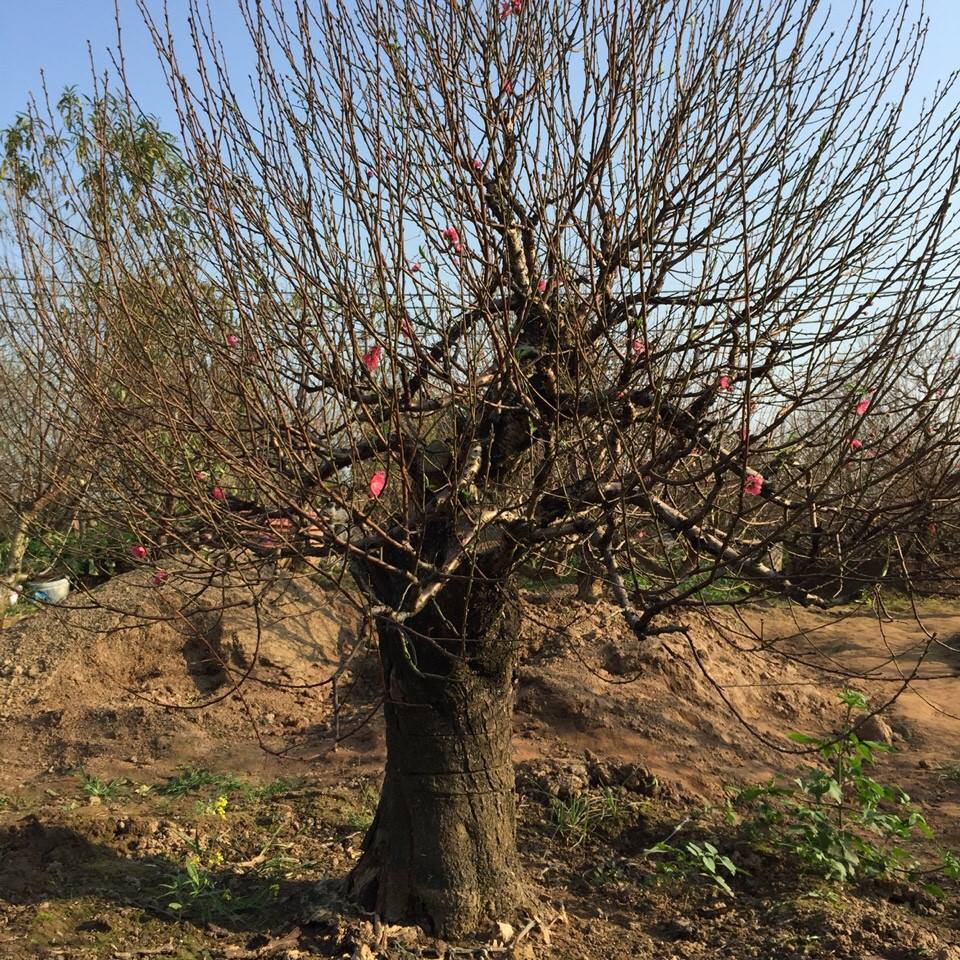 Bích Đào cổ thụ 04