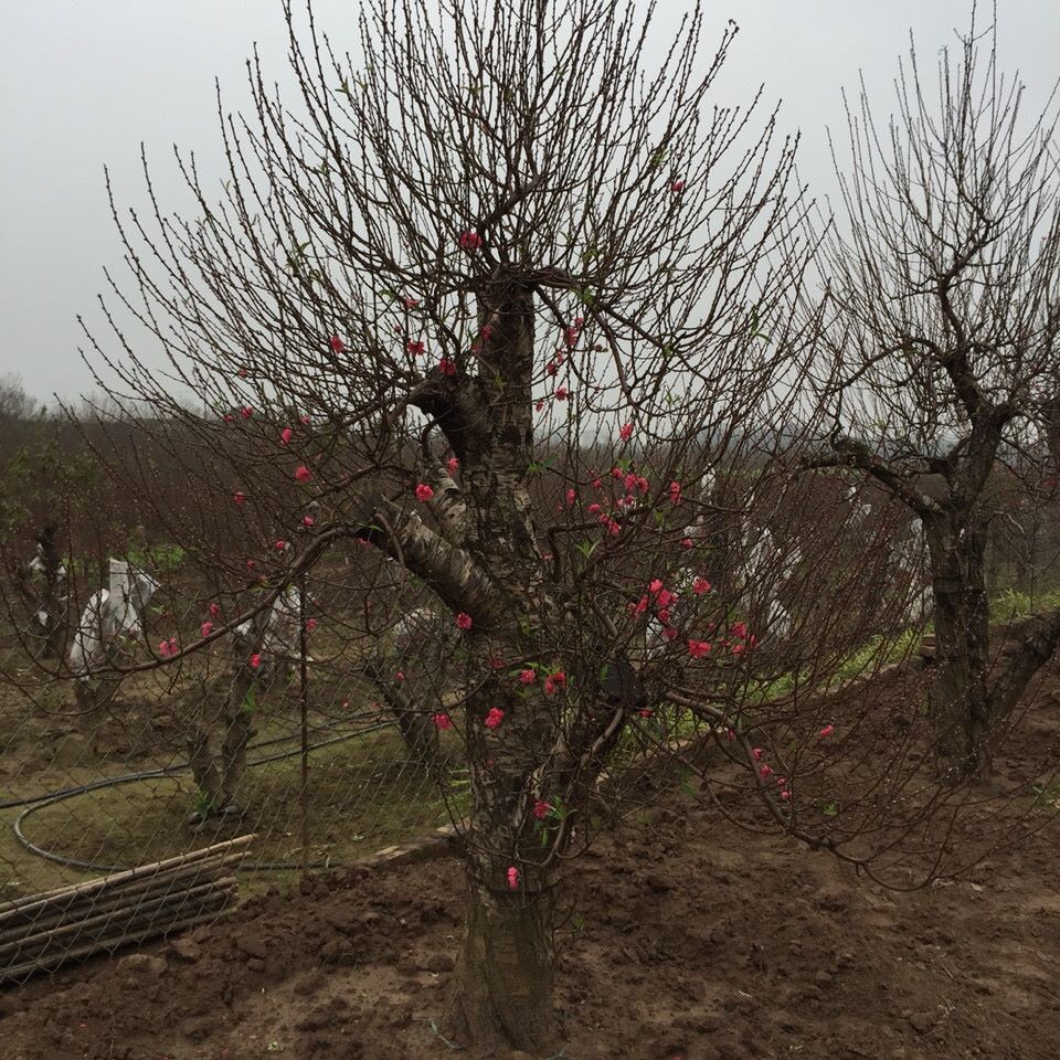 Bích đào cổ thụ 06