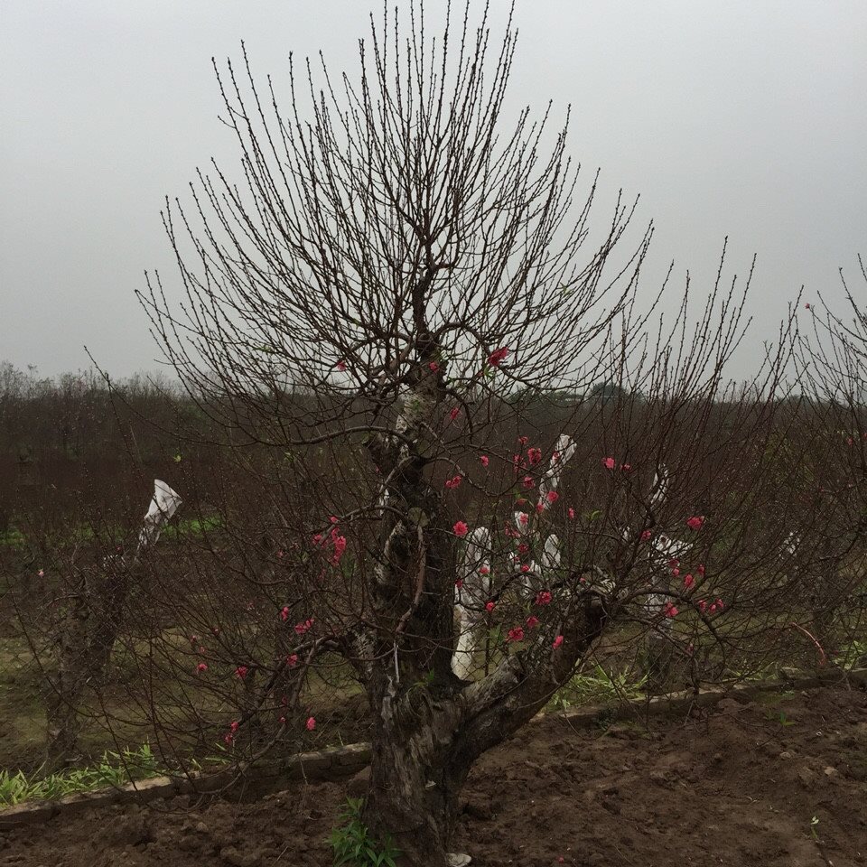 Bích đào cổ thụ 07