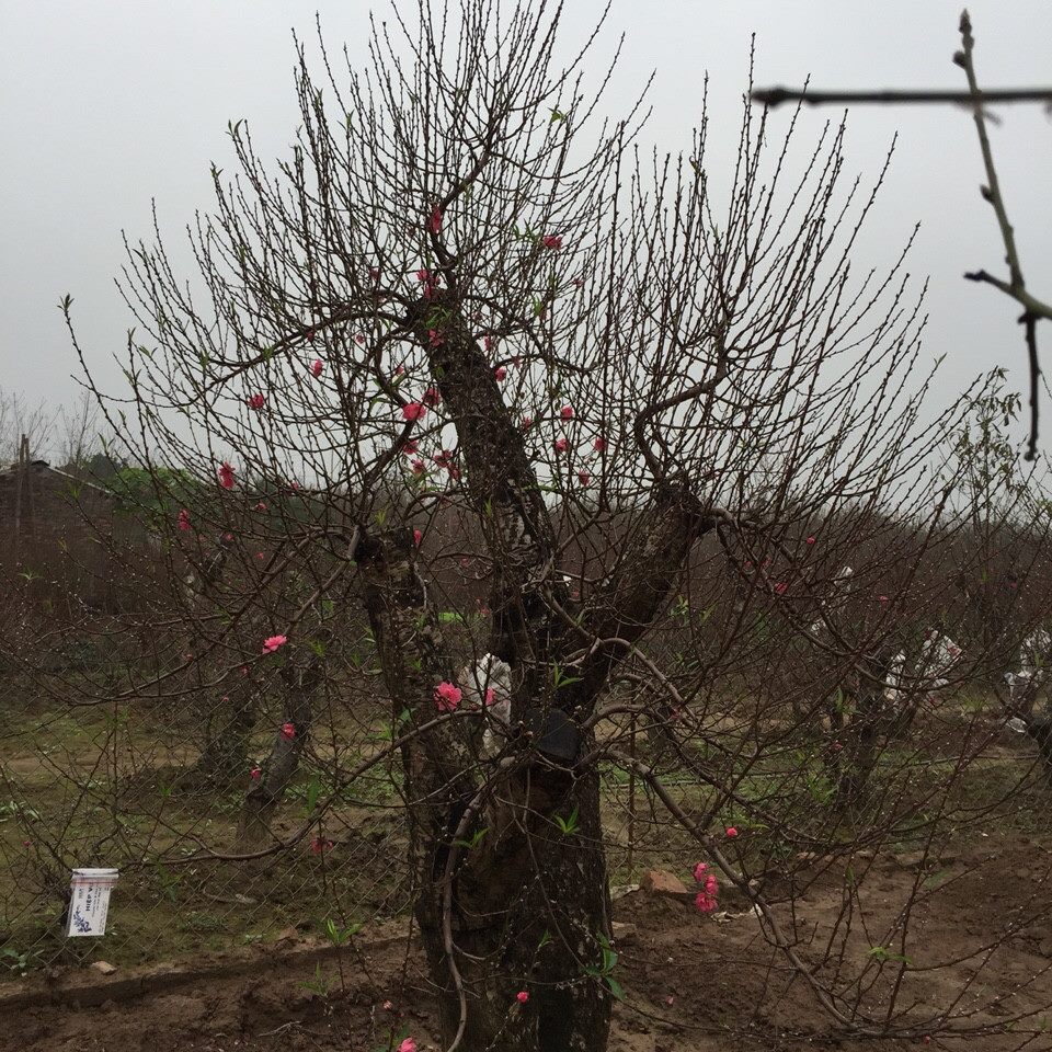 Bích đào cổ thụ 08