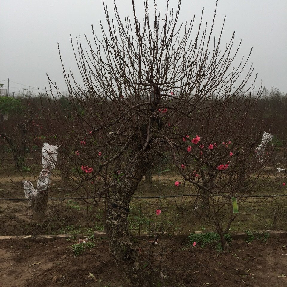 Bích đào cổ thụ 09