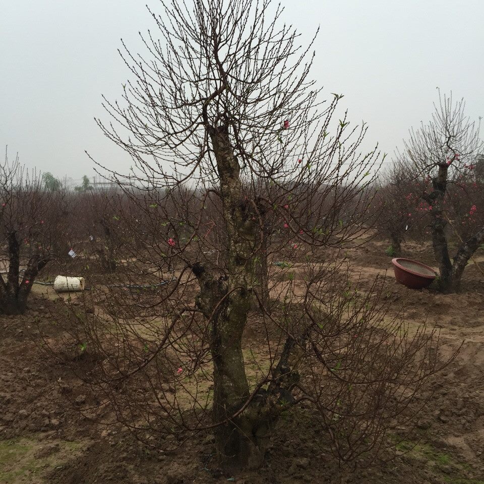 Bích đào cổ thụ 10