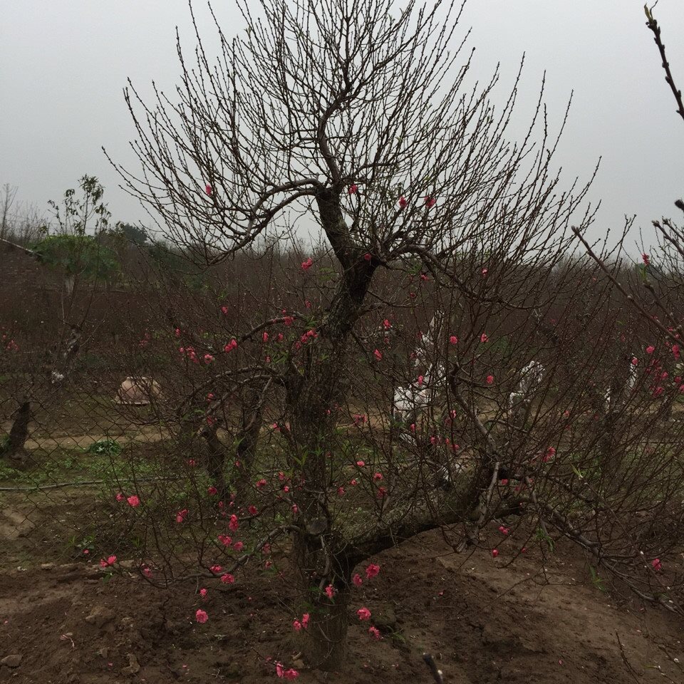 Bích đào cổ thụ 11