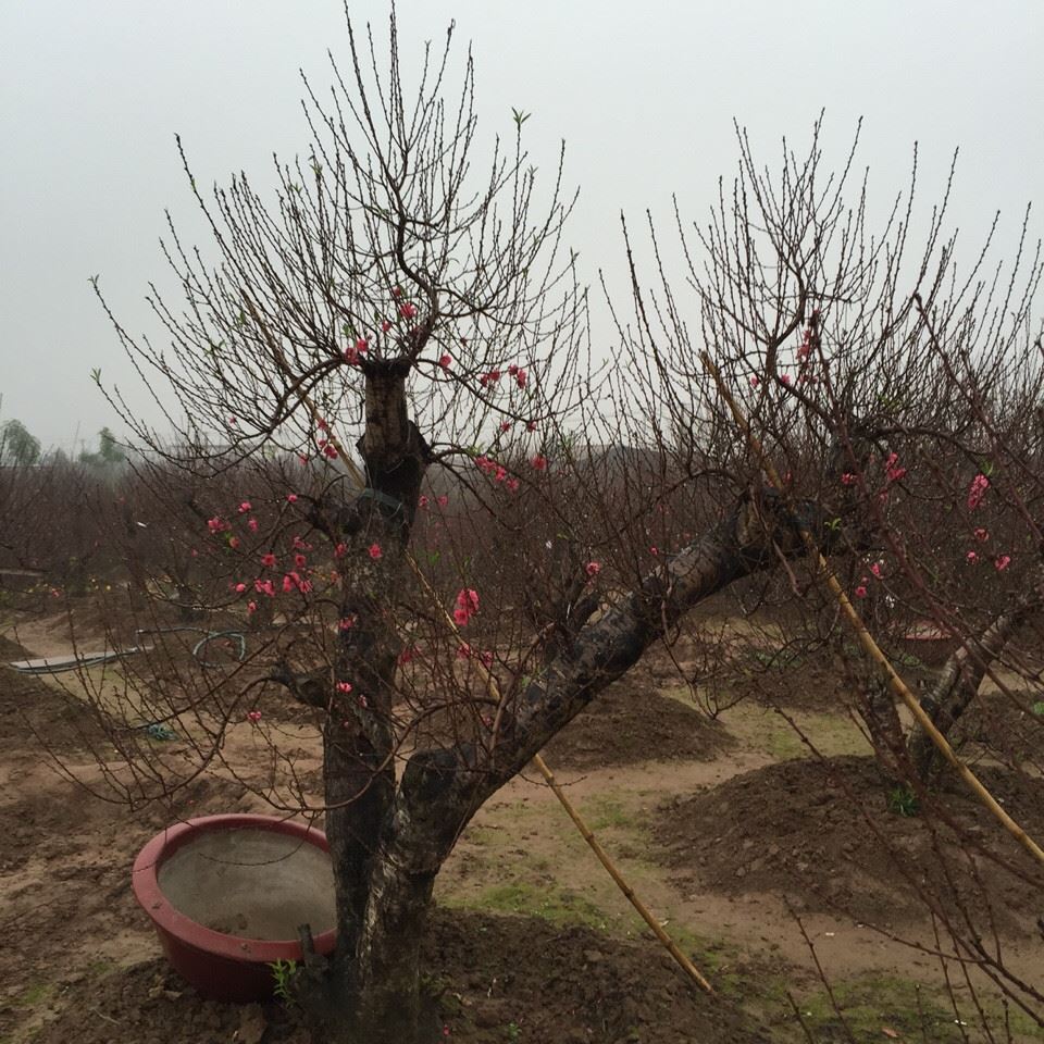 Bích đào cổ thụ 12