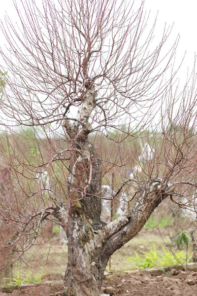 Bích đào cổ thụ 15