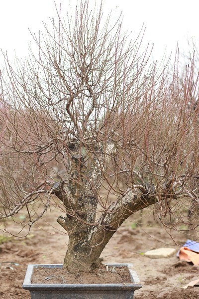 Bích đào cổ thụ 16