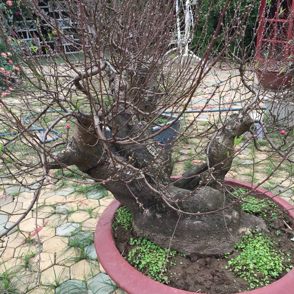 Bích đào cổ thụ 17