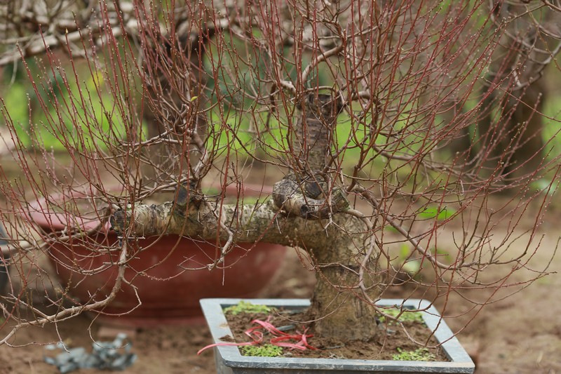 Bích đào cổ thụ 19