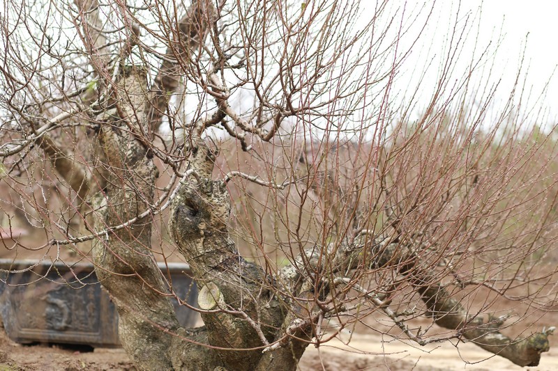 Bích đào cổ thụ 21