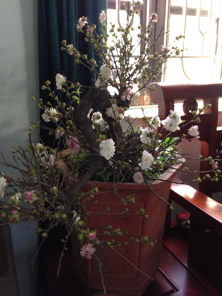 Mai trắng thế bon sai 05