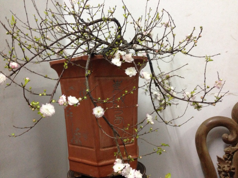 Mai trắng thế bon sai 07