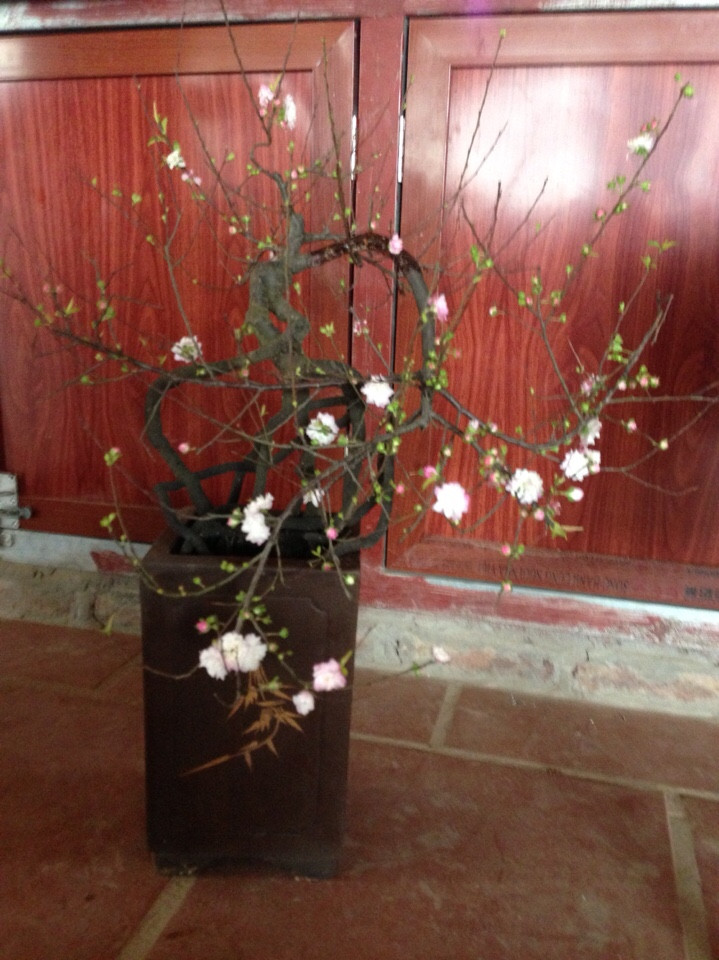 Mai trắng thế bon sai 08