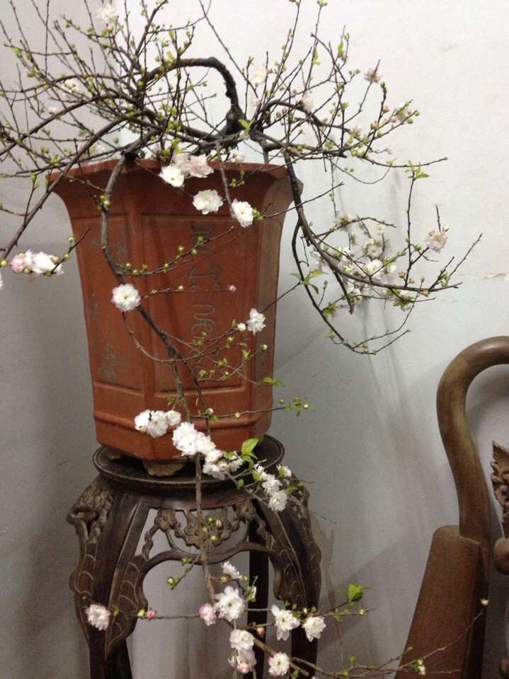 Mai trắng thế bon sai 09