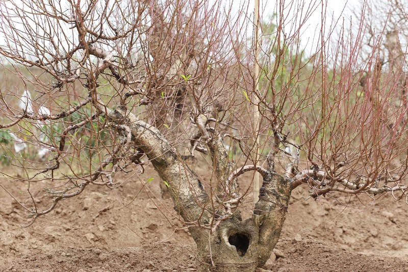 Bích đào cổ thụ 23