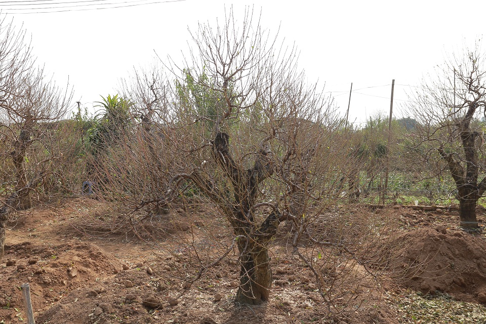 Bích đào cổ thụ 25