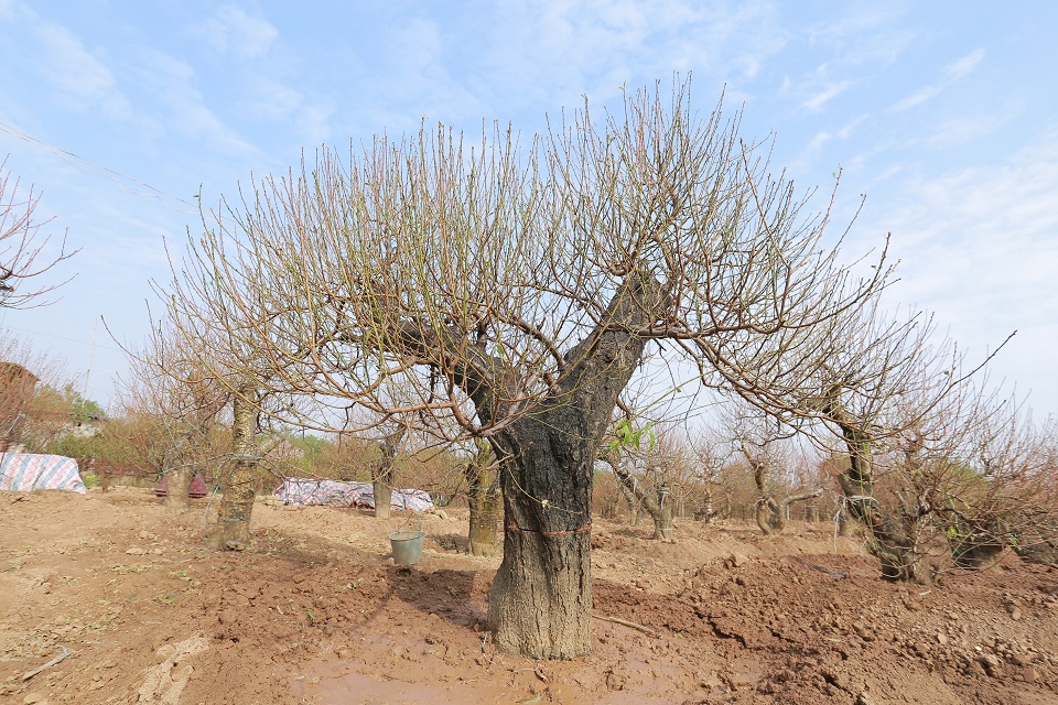 Bích đào cổ thụ 26