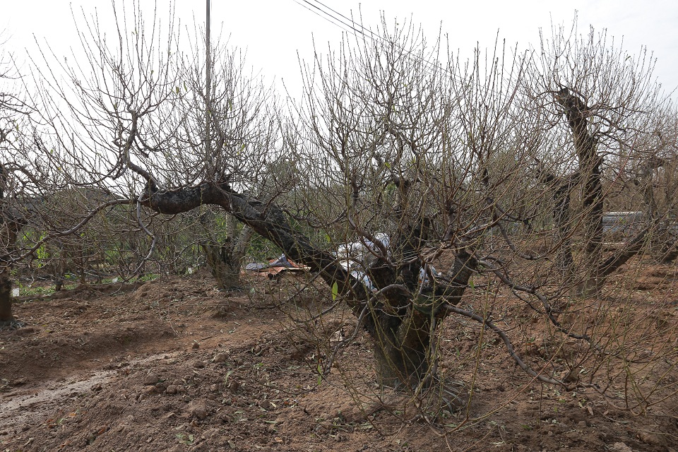 Đào rừng cổ thụ 13