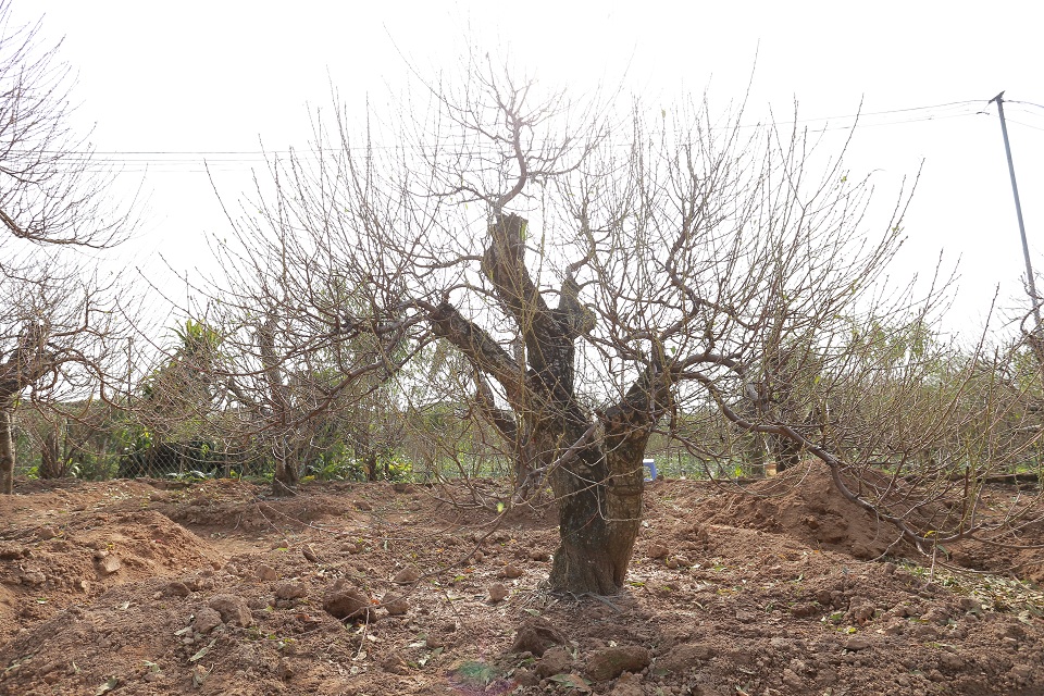 Đào rừng cổ thụ 14