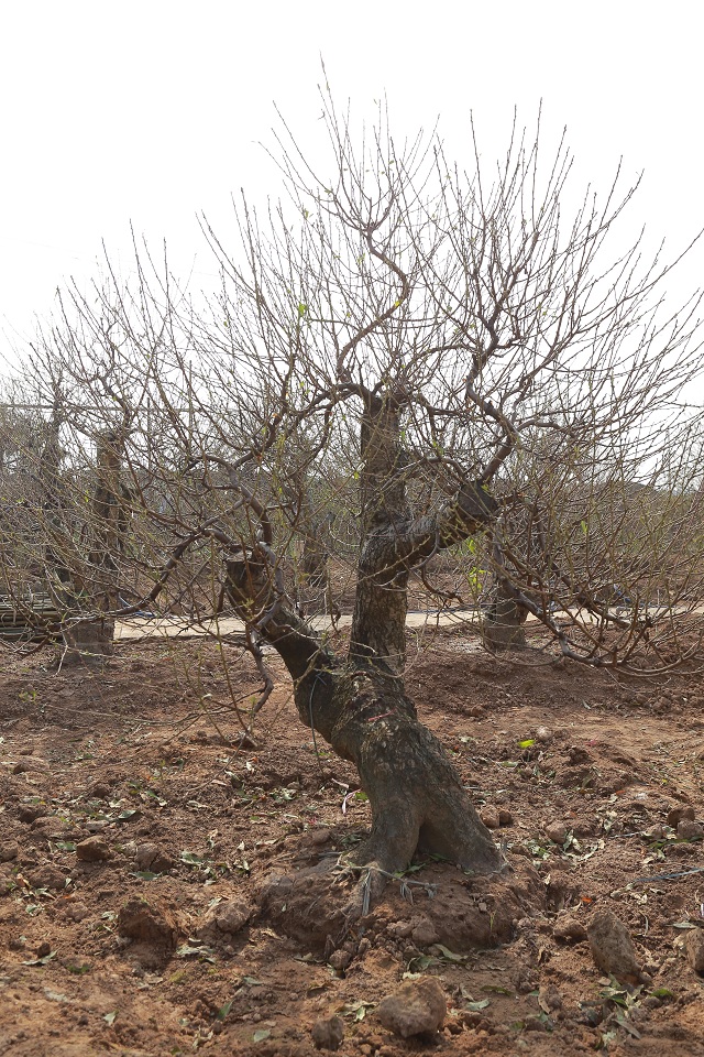 Bích đào cổ thụ 18