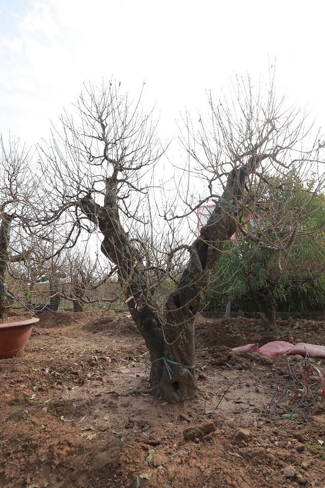 Đào rừng cổ thụ 19