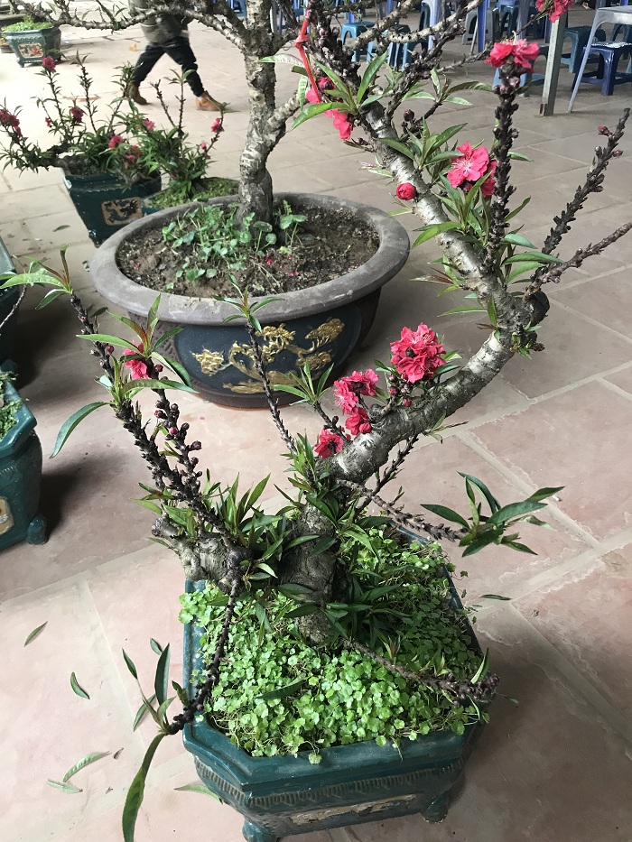 Đào Thất Thốn 01