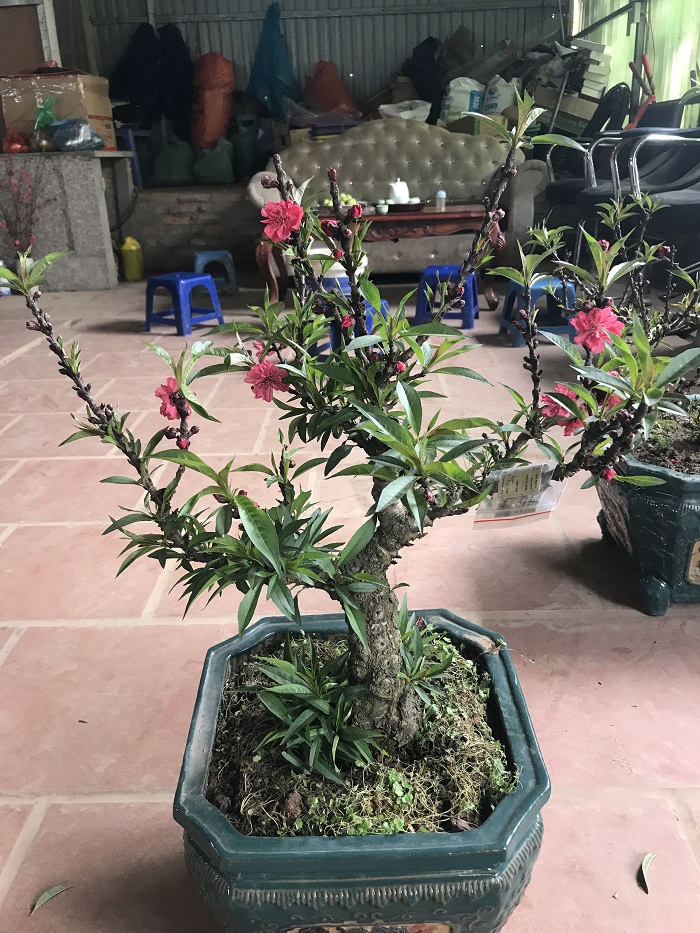 Đào Thất Thốn 02