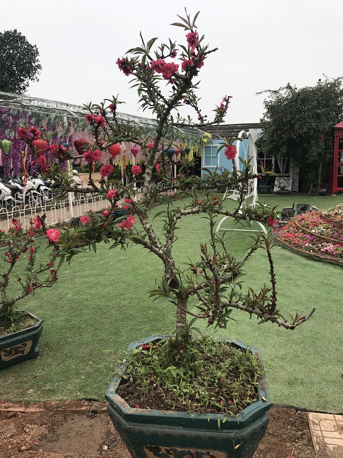 Đào Thất Thốn 03