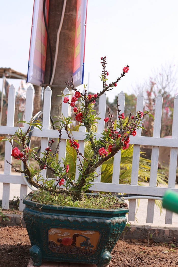 Đào Thất Thốn 04