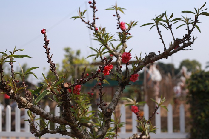 Đào Thất Thốn 05