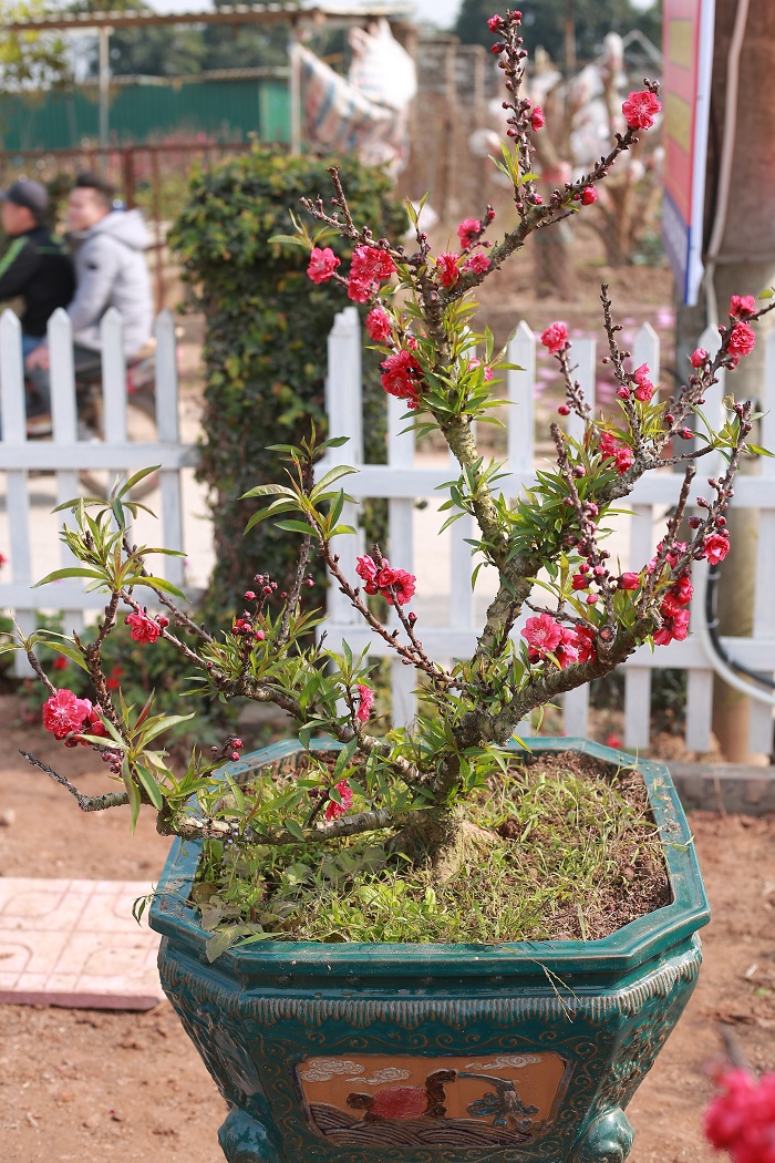 Đào Thất Thốn 06