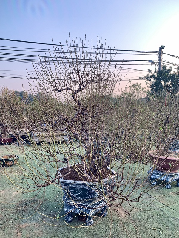 Đào cổ thụ chậu lục giác 44